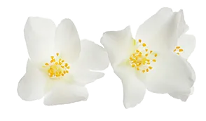 Symbol Spa Therapie — Mobile Massage — Baierbrunn